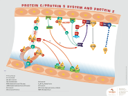 Protein C/Protein S System & Protein Z focus